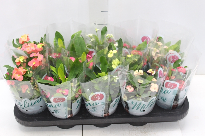 <h4>EUPHORBIA MILII MILIIANA P11</h4>