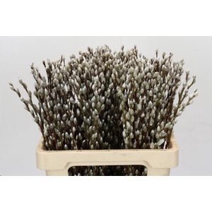 SALIX CAPREA 'SNOW FLAKE'