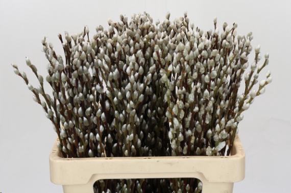 <h4>SALIX CAPREA 'SNOW FLAKE'</h4>