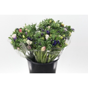 An Galilee Pastel 45cm