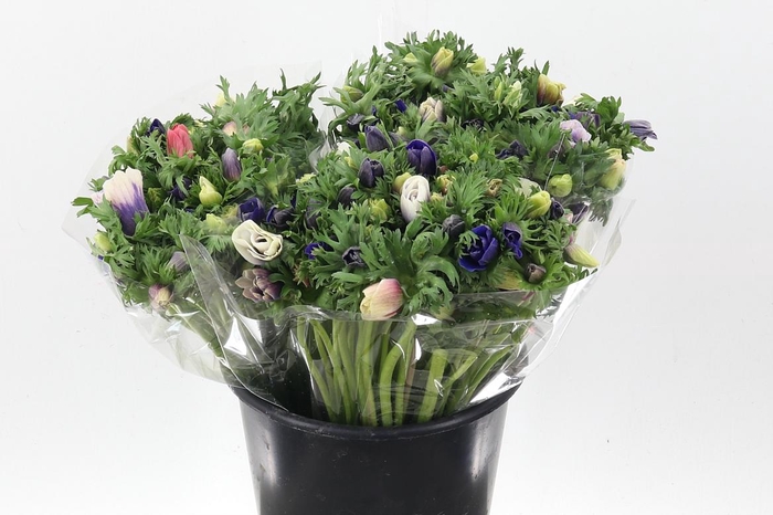 <h4>An Galilee Pastel 45cm</h4>