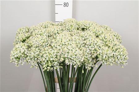 <h4>Allium Nigrum</h4>