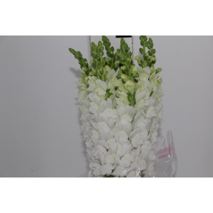 BOCA DE LEAO MONACO WHITE 080 CM
