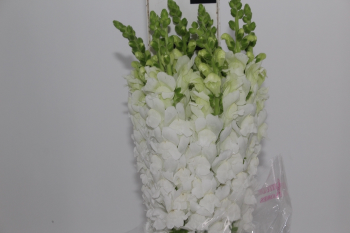 <h4>BOCA DE LEAO MONACO WHITE 080 CM</h4>