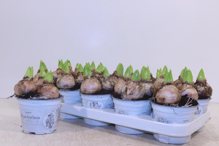 <h4>HYACIN WHITE PEARL</h4>