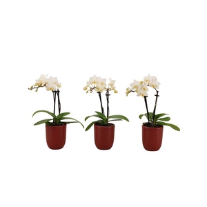 Hugo Wine Red Tiny Dolls Wit 2T12+ Aqu@