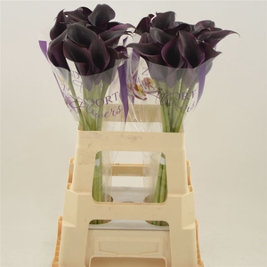 Calla Odessa | Dubbelbloemig