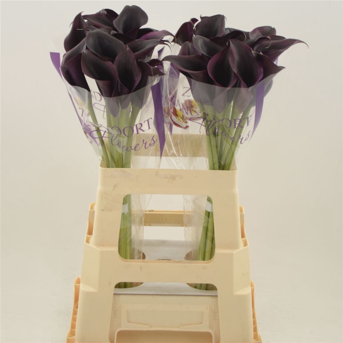 <h4>Calla Odessa | Dubbelbloemig</h4>