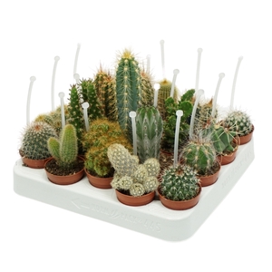 Cactus mix 5,5 cm met picker