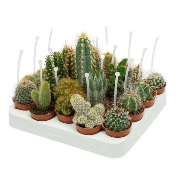<h4>Cactus mix 5,5 cm met picker</h4>