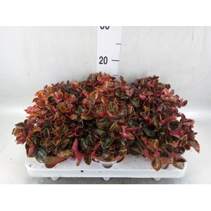 Peperomia