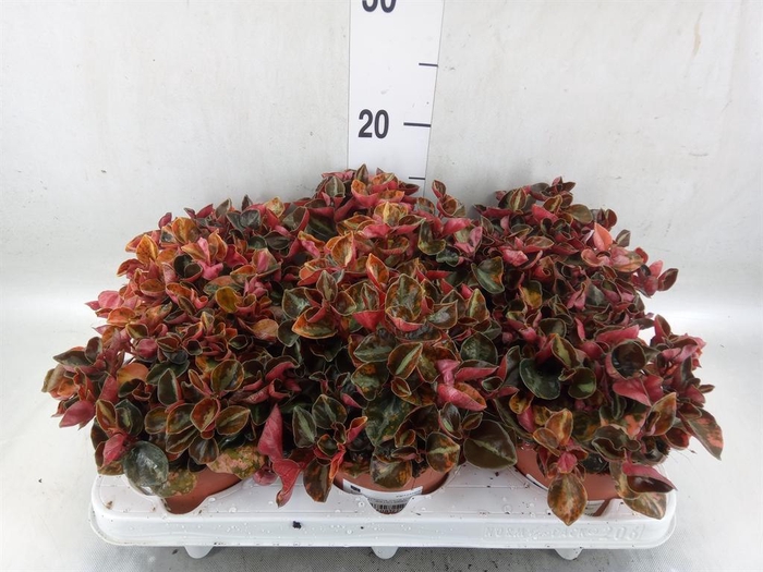 <h4>Peperomia</h4>