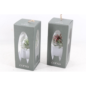 arr3 CP - Mini glas bol giftbox x6
