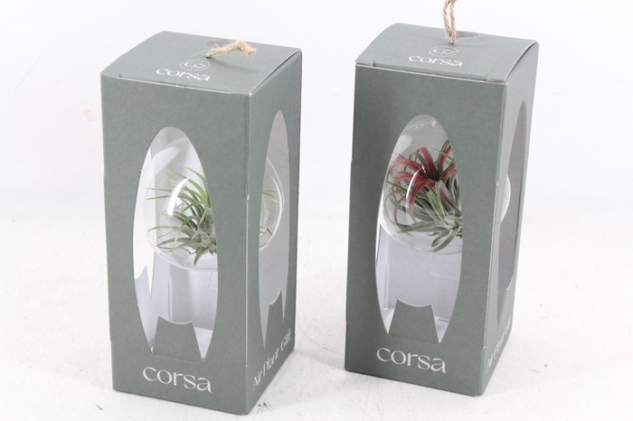 <h4>arr3 CP - Mini glas bol giftbox x6</h4>