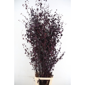 Betula met Blad Aubergine