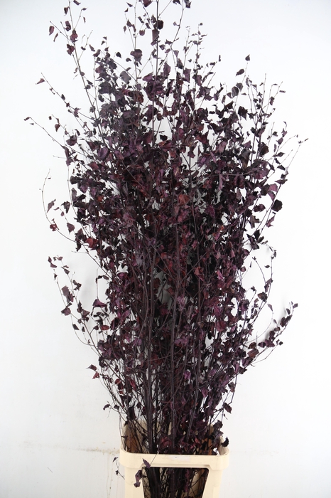 <h4>Betula met Blad Aubergine</h4>