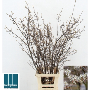 AMELANCHIER LAMARCKI