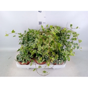 Hedera helix 'White Wonder'