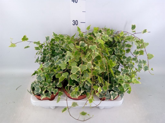 <h4>Hedera helix 'White Wonder'</h4>