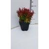 Berberis th. 'Ruby Star'® P17