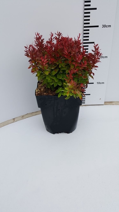 Berberis th. 'Ruby Star'® P17