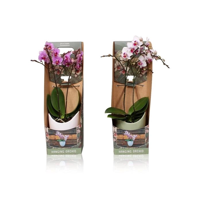 <h4>Phal. Multiflora 2-tak mix in keramiek BGC705 hangpot</h4>