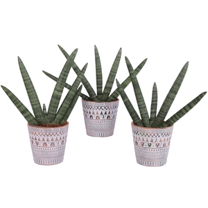 Sansevieria Cylindrica Handshake in Ø14cm Ceramic Pot Inca