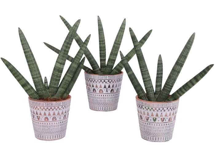 <h4>Sansevieria Cylindrica Handshake in Ø14cm Ceramic Pot Inca</h4>