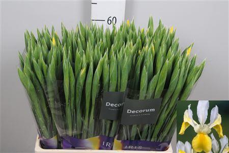 <h4>Iris Apollo</h4>