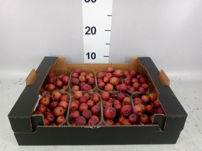 <h4>Malus   .../bak</h4>