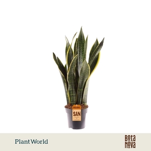 Sansevieria Laurentii