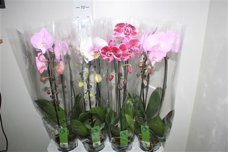 <h4>Phal El Cascade 1 Branche 6+</h4>