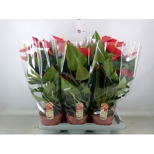 Anthurium andr. 'Tremendo'