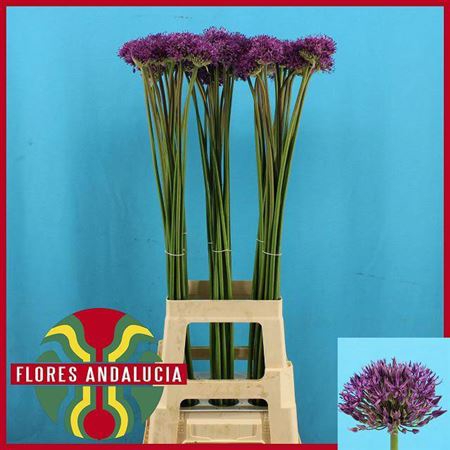 <h4>Allium Gladiator</h4>