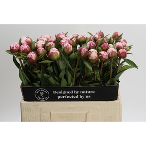 Paeonia Sarah Bernhardt