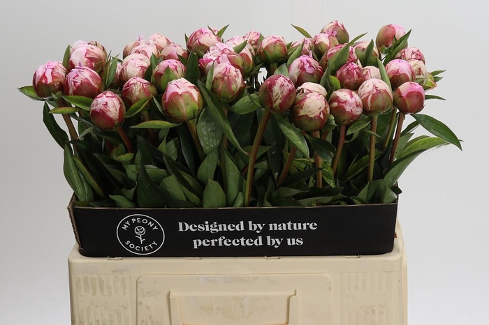 <h4>Paeonia Sarah Bernhardt</h4>
