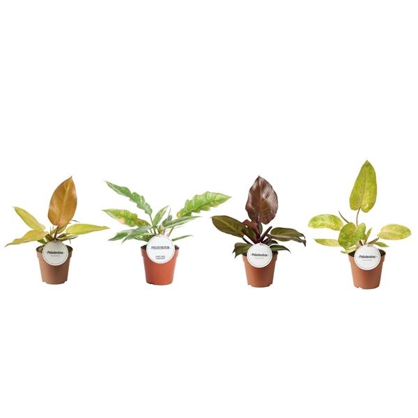<h4>Philodendron overig</h4>