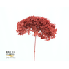 Dried Bleached Hydrangea Anna Red