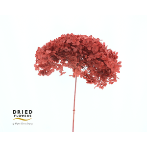 Dried Bleached Hydrangea Anna Red
