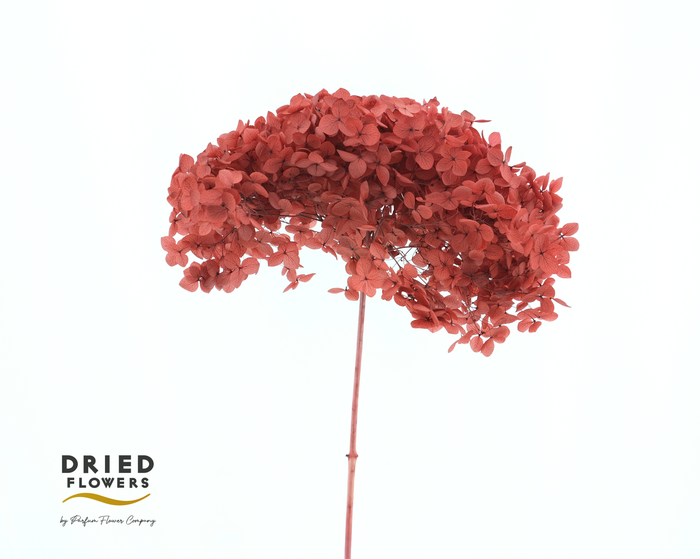 <h4>Dried Bleached Hydrangea Anna Red</h4>