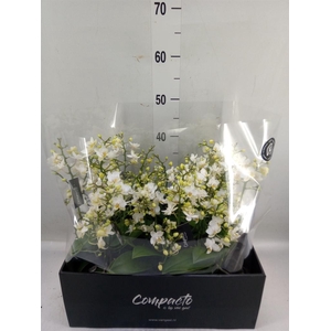 Phalaenopsis multi. 'Cream Punch'