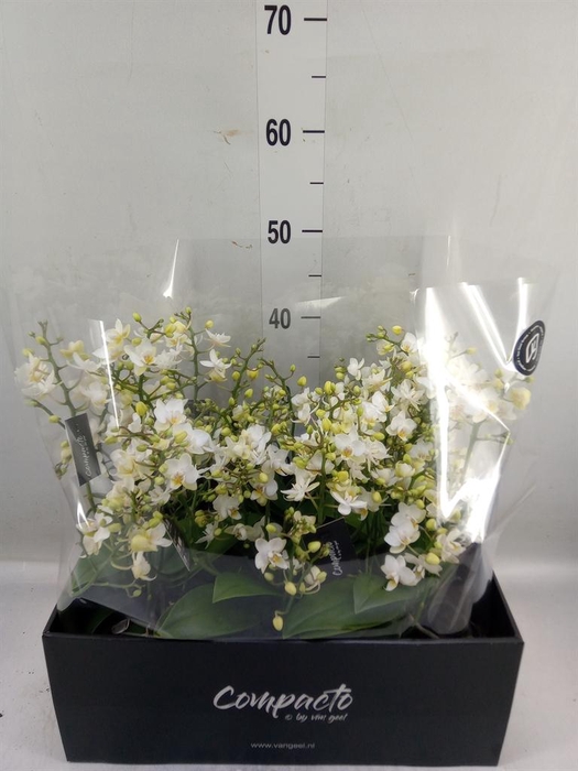 <h4>Phalaenopsis multi. 'Cream Punch'</h4>