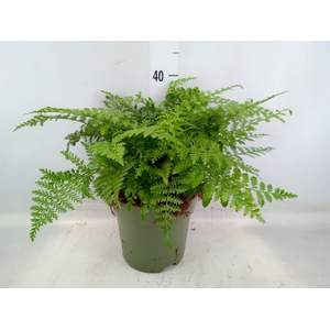 Asplenium parvati