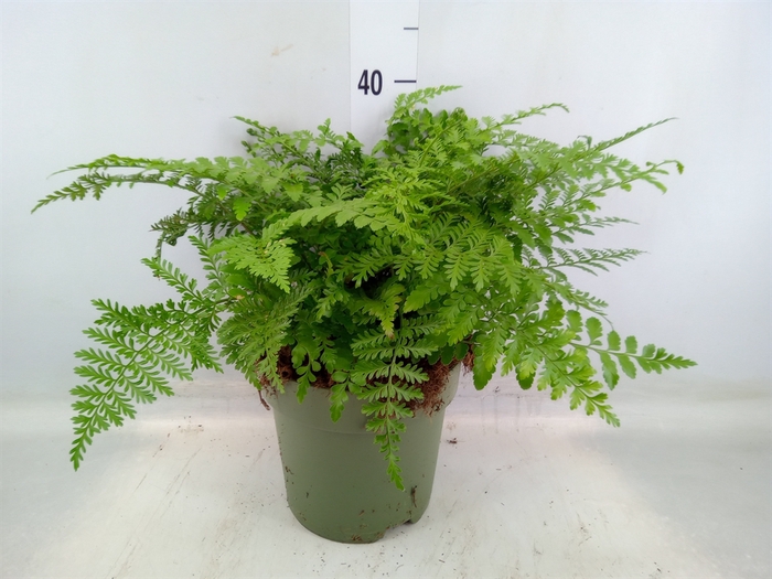 <h4>Asplenium parvati</h4>