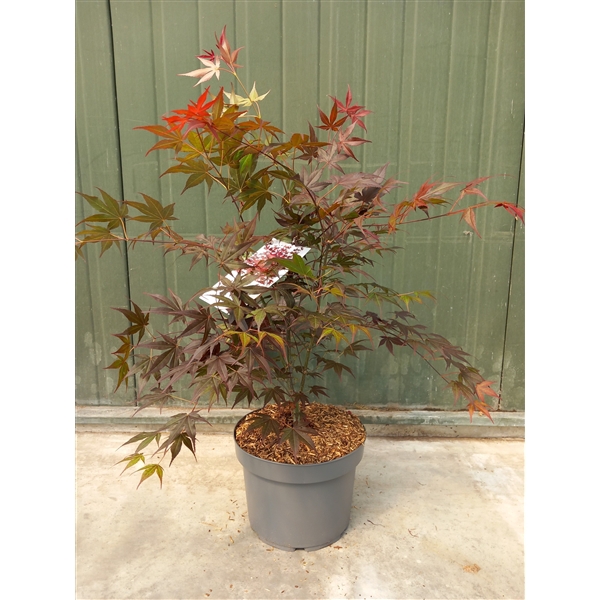 <h4>Acer palmatum Atropurpureum</h4>