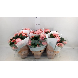 Begonia elat. DU 'Borias'