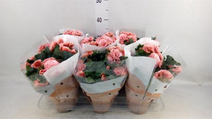 <h4>Begonia elat. DU 'Borias'</h4>