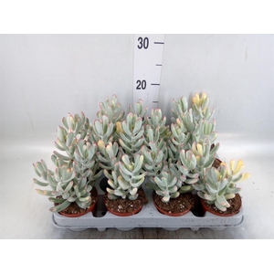 Succulents ...