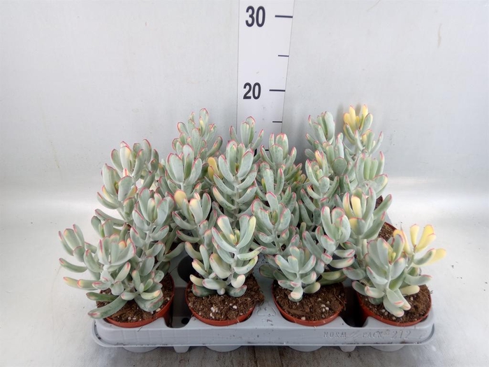 <h4>Succulents   ...</h4>