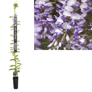 Wisteria sinensis 'Prolific' +Long & strong label